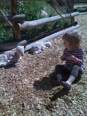 It was baby animal day at the park and Amelie absolutely loved getting to visit with all the great Spring arrivals.