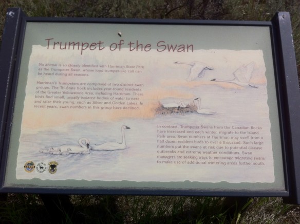 The kids and I were excited to see this at one of the parks we visited with the Austins. We're reading "The Trumpet of the Swan" by E. B. White, so this was perfect!