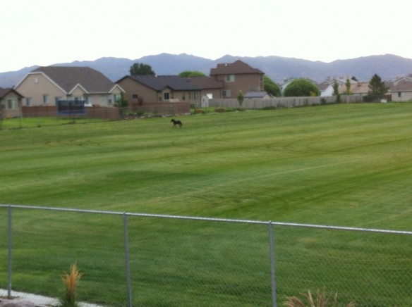A couple weeks ago, there was a pony frolicking around the school field behind our house. Random!